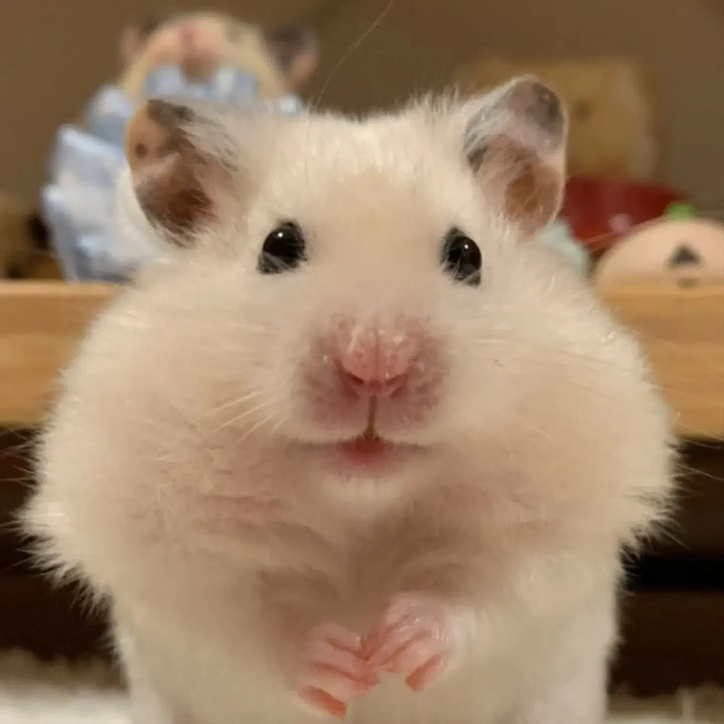 همستر کیوت فروش خیلی فوری به دلیل مسافرت|موش و خرگوش|مشهد, رسالت|دیوار