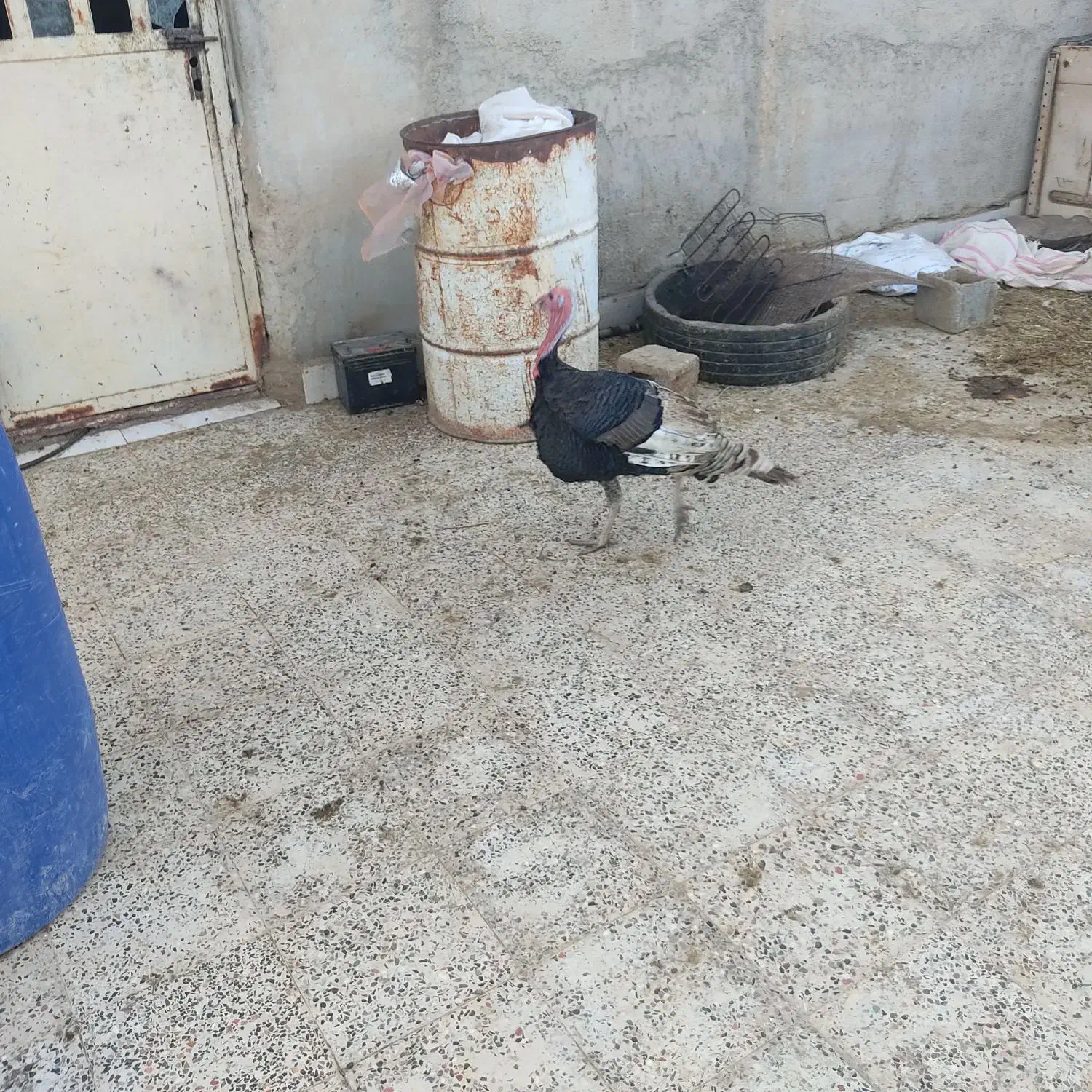 بوقلمون|حیوانات مزرعه|رامشیر, |دیوار