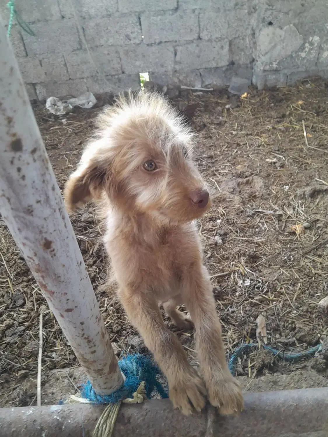 سگ ....|سگ|شفت, |دیوار