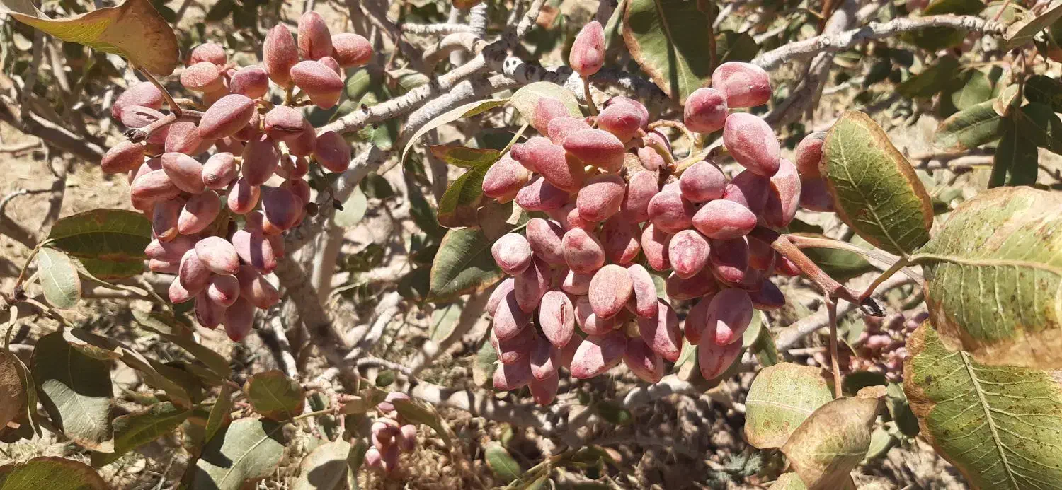 زمین پسته|فروش زمین و ملک کلنگی|کشکوئیه, |دیوار