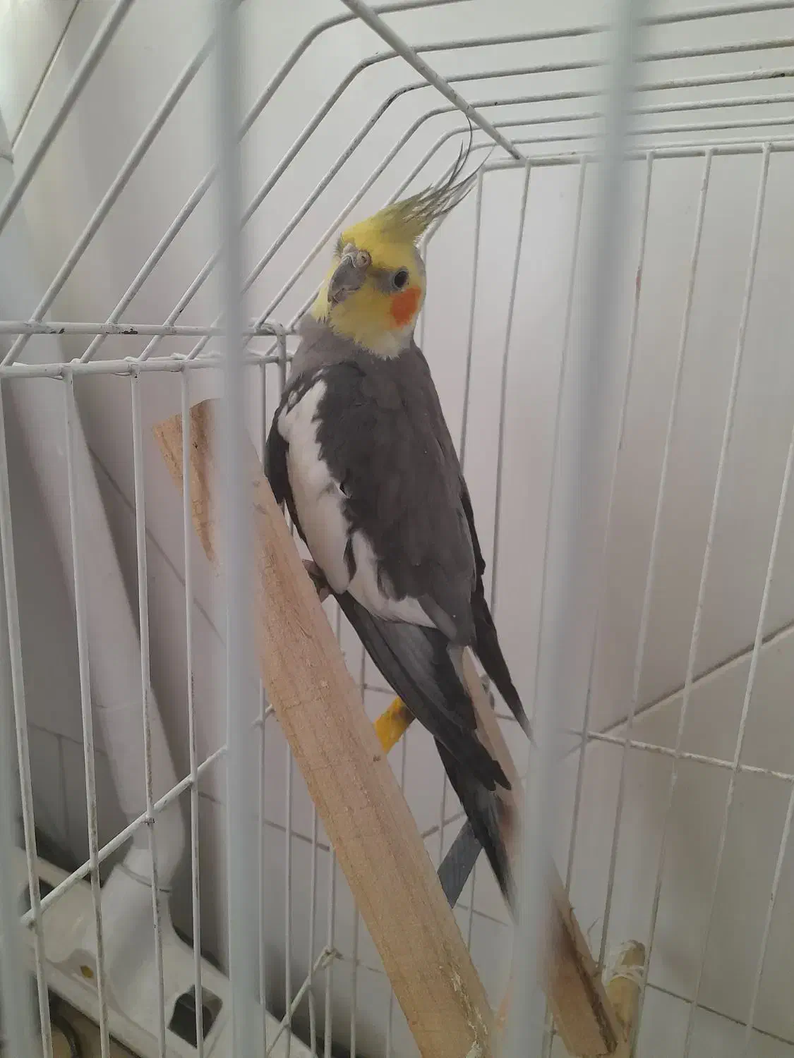 عروس هلندی نر بالغ با قفس|پرنده|فلاورجان, |دیوار