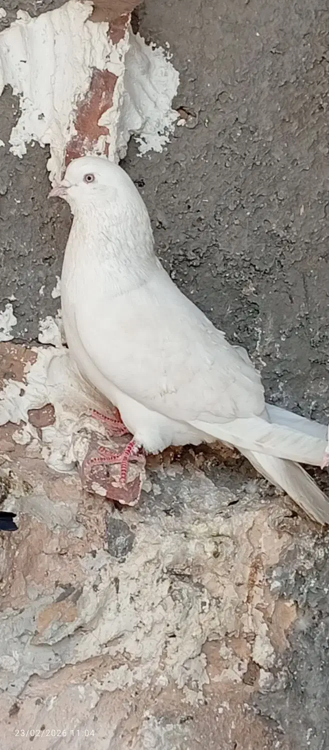 سفیدچشمی|پرنده|بم, |دیوار