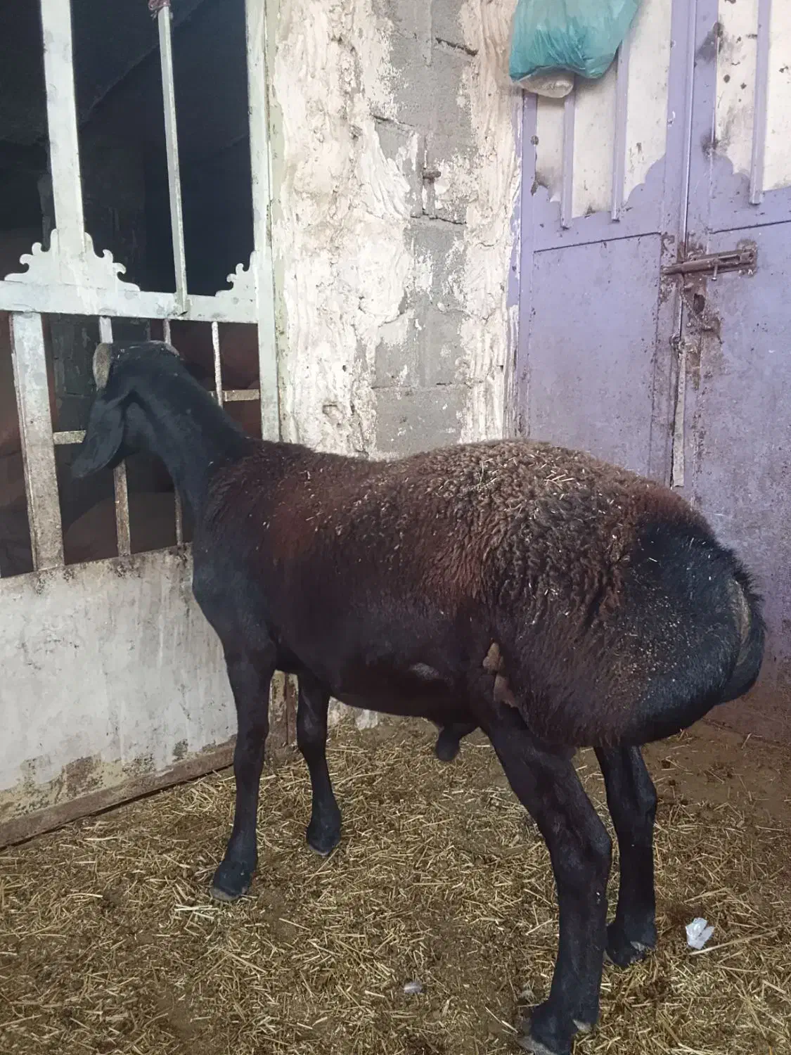 بره کاوه  چینی|حیوانات مزرعه|دهدشت, |دیوار