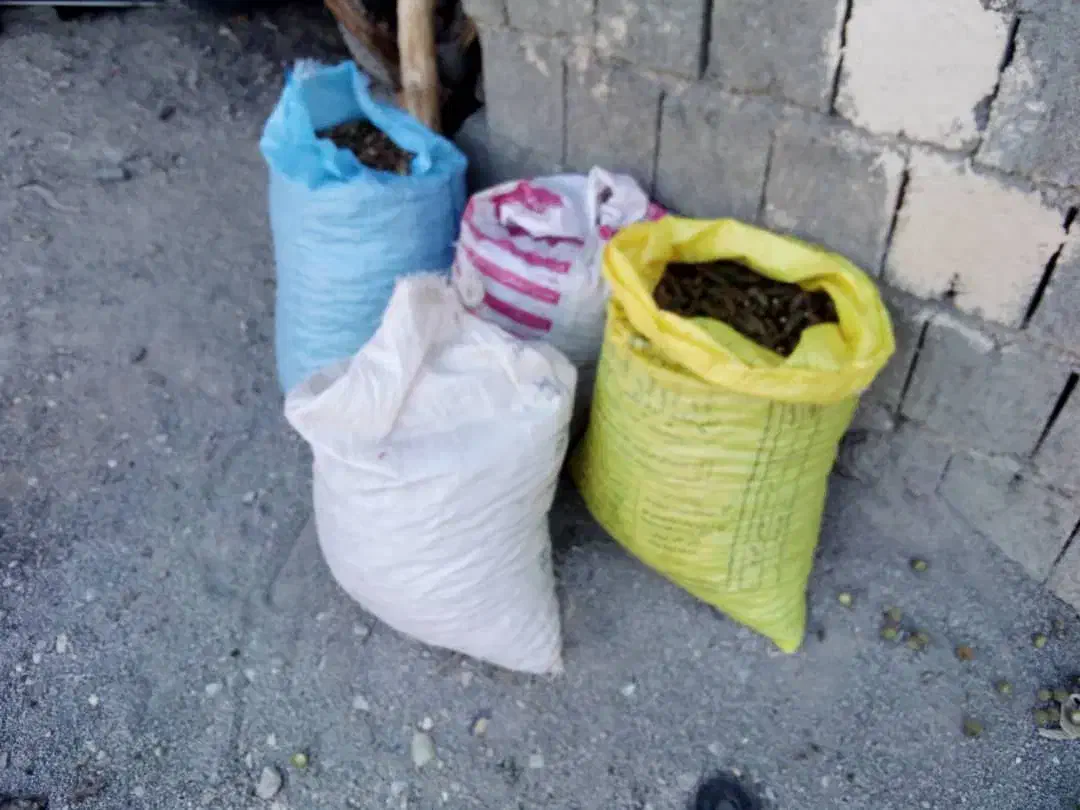 بلوط امسال درشت وسالم در ملکشاهی|عمده‌فروشی|ملکشاهی, |دیوار