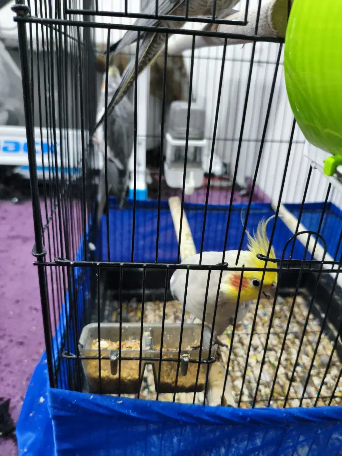 یک عدد عروس هلندی نر|پرنده|ابهر, |دیوار