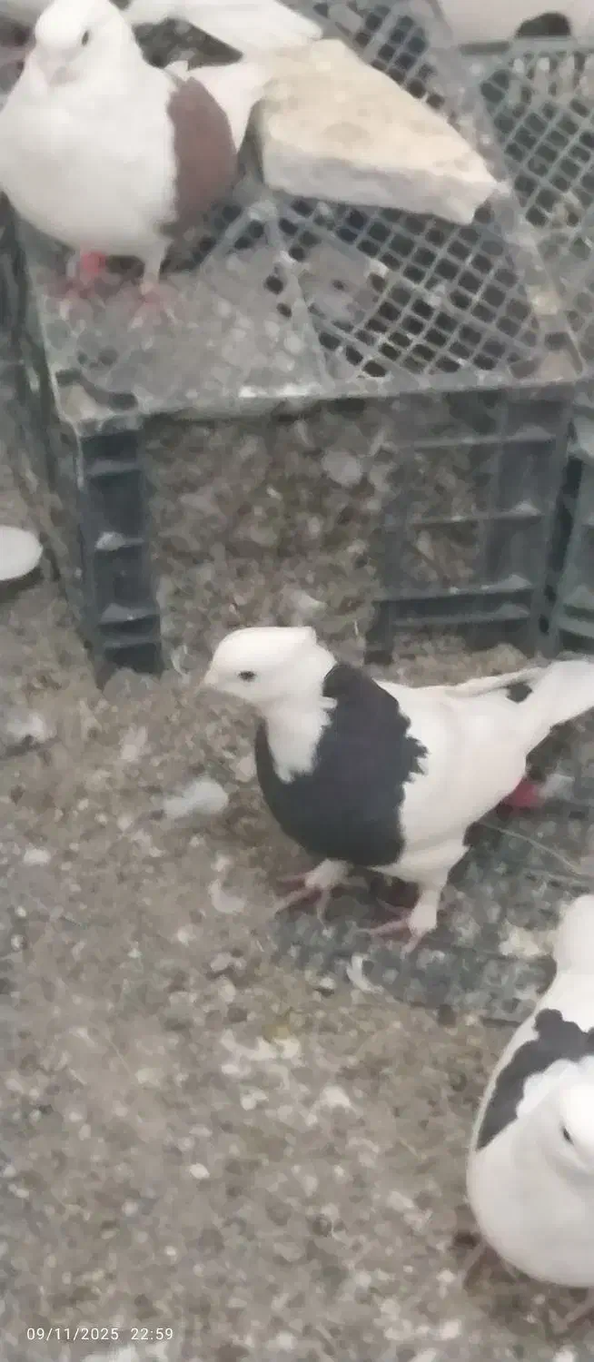 کبوتر|پرنده|زابل, |دیوار