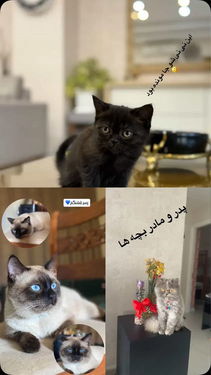 بچه گربه پرشین سیامی|گربه|گنبد کاووس, |دیوار