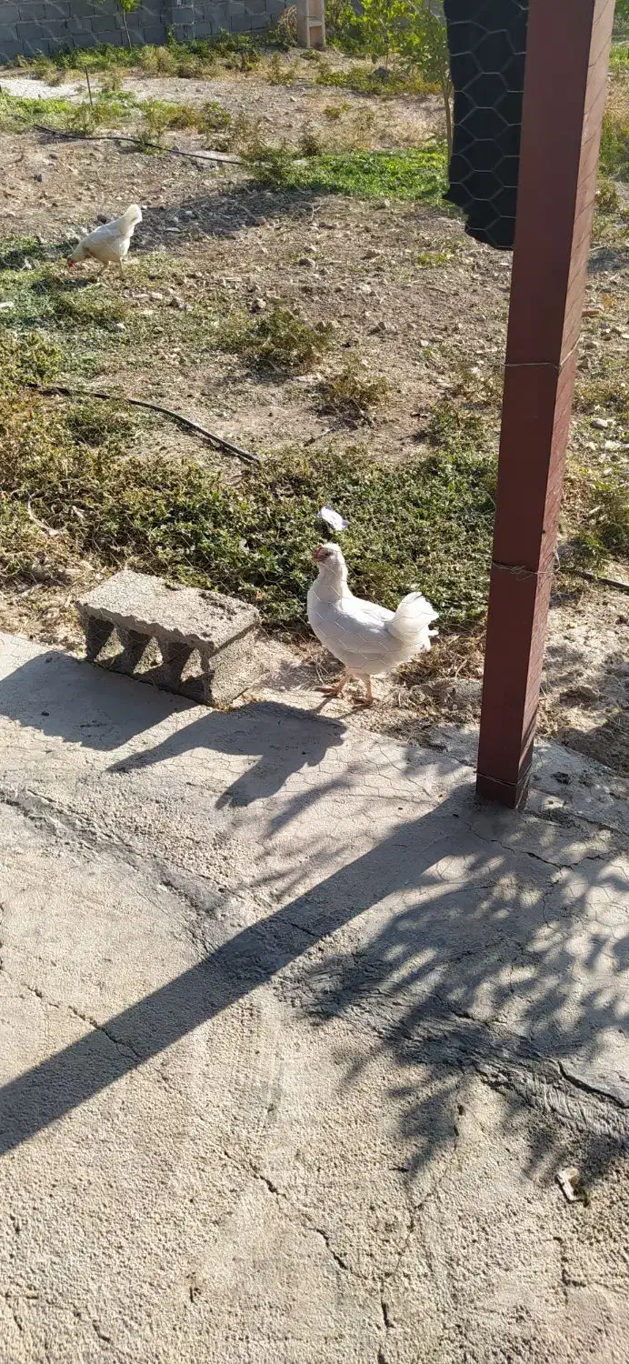 مرغ و خروس8میلیون|حیوانات مزرعه|سرپل ذهاب, |دیوار