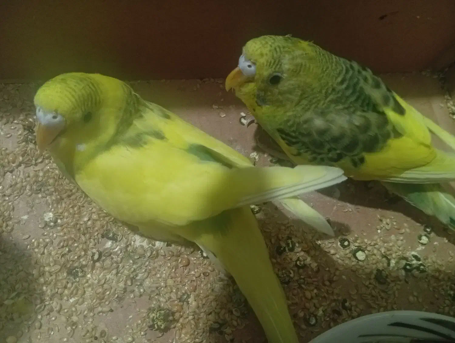 فروش 2 عدد مرغ عشق جنسیتش هنوز معلوم نیست قیمت 200|پرنده|مهدی شهر, |دیوار