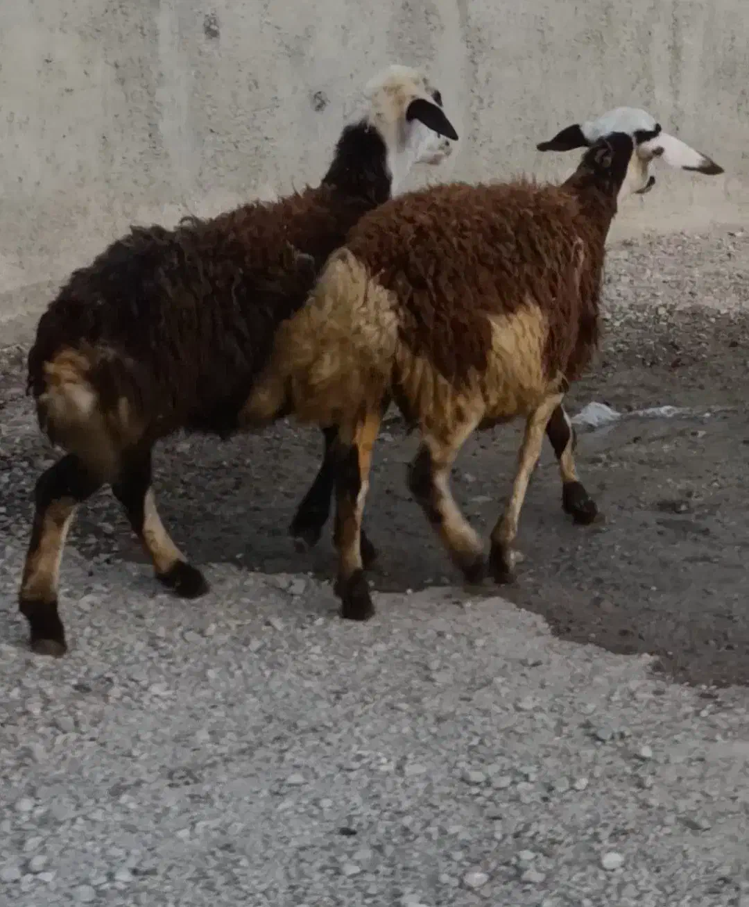 بره ماده پلنگی|حیوانات مزرعه|بروجرد, |دیوار