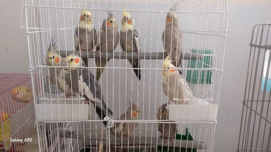 عروس هلندی و برزیلی اوپال|پرنده|کرمانشاه, |دیوار