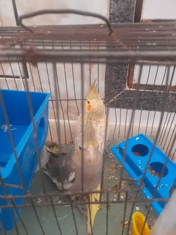 فروش عروس هلندی دو عدد با قفس ۱۵۰۰|پرنده|لردگان, |دیوار