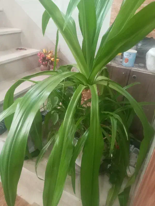 همخانه خانم تا۳۵|اجارهٔ آپارتمان|برخوار, |دیوار