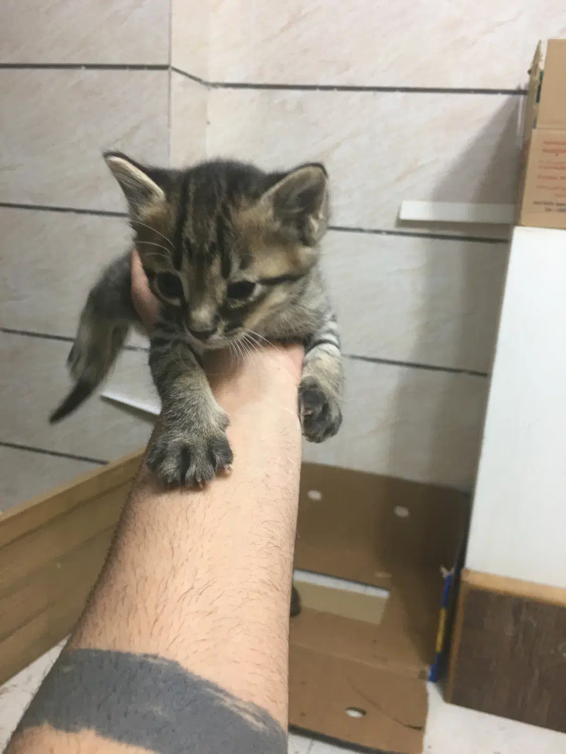 واگذاری رایگان بچه گربه|گربه|قزوین, |دیوار