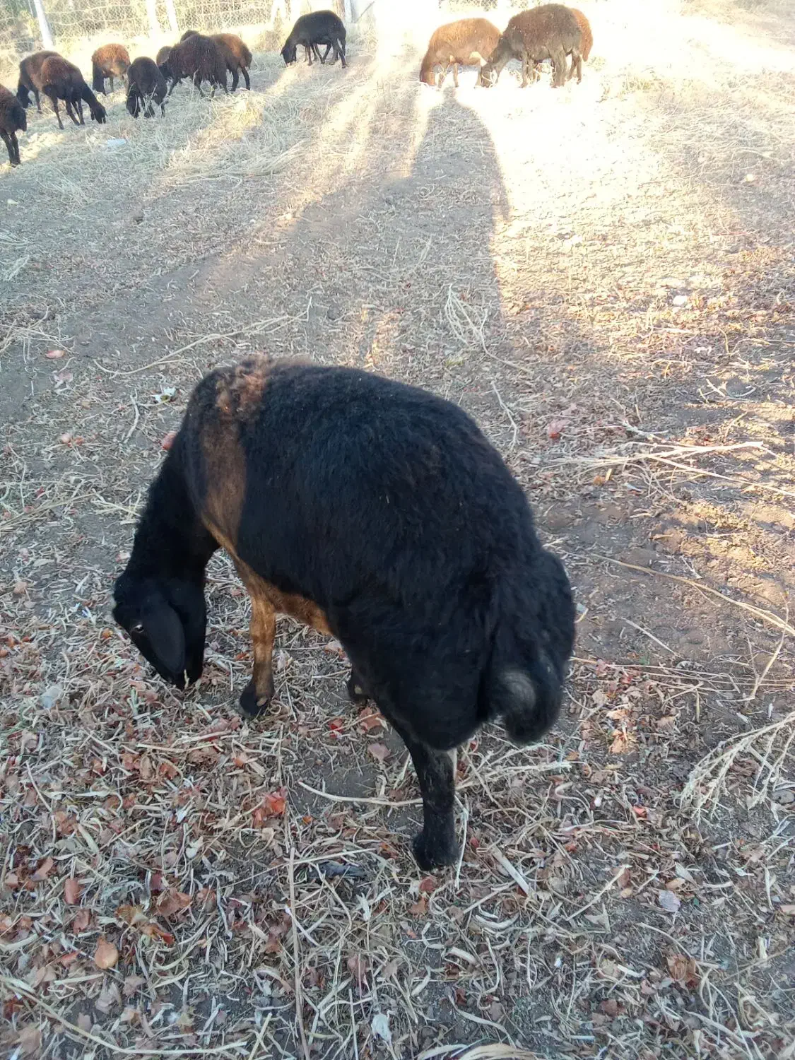 گوسفند شیشک چاق|حیوانات مزرعه|بناب, |دیوار