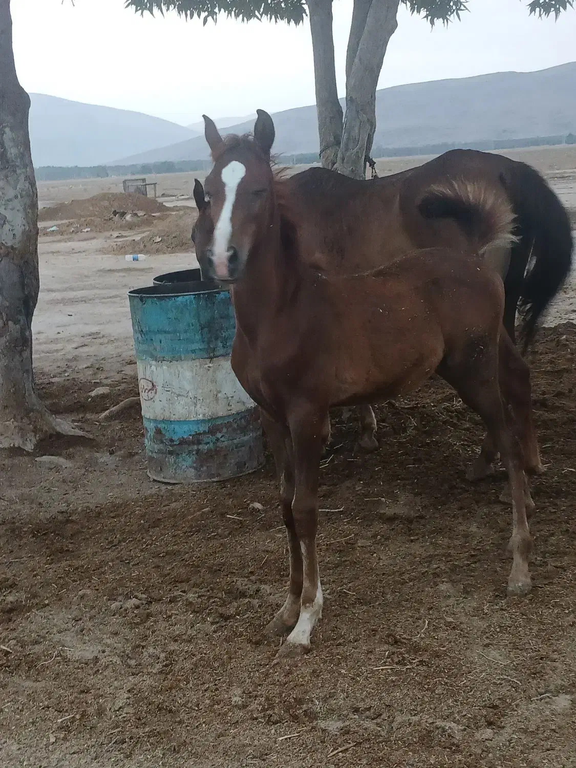 اسب|اسب و تجهیزات اسب‌سواری|مرودشت, کناره|دیوار