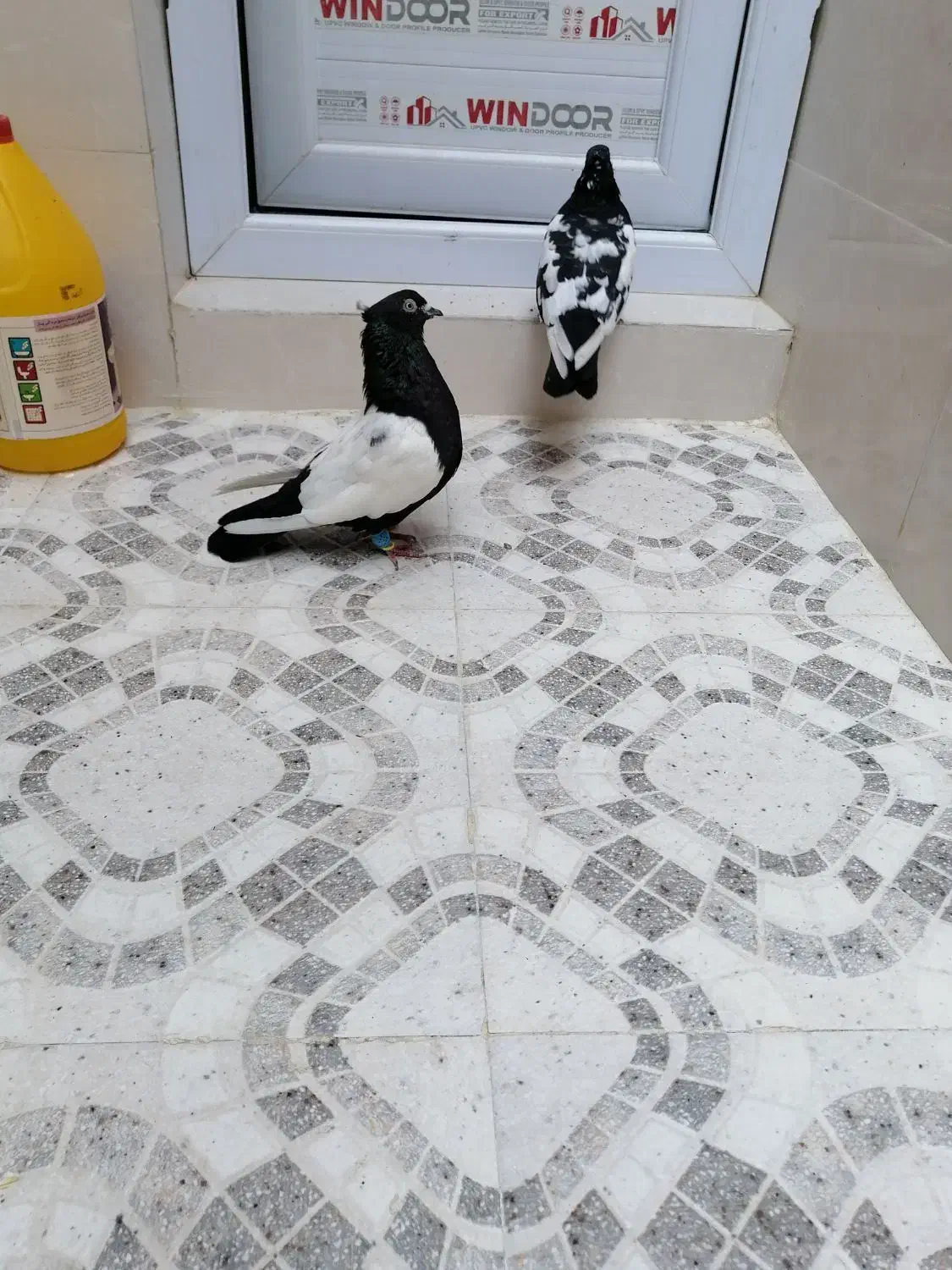 کبوتر سینه ای وصربستانی|پرنده|شادگان, |دیوار