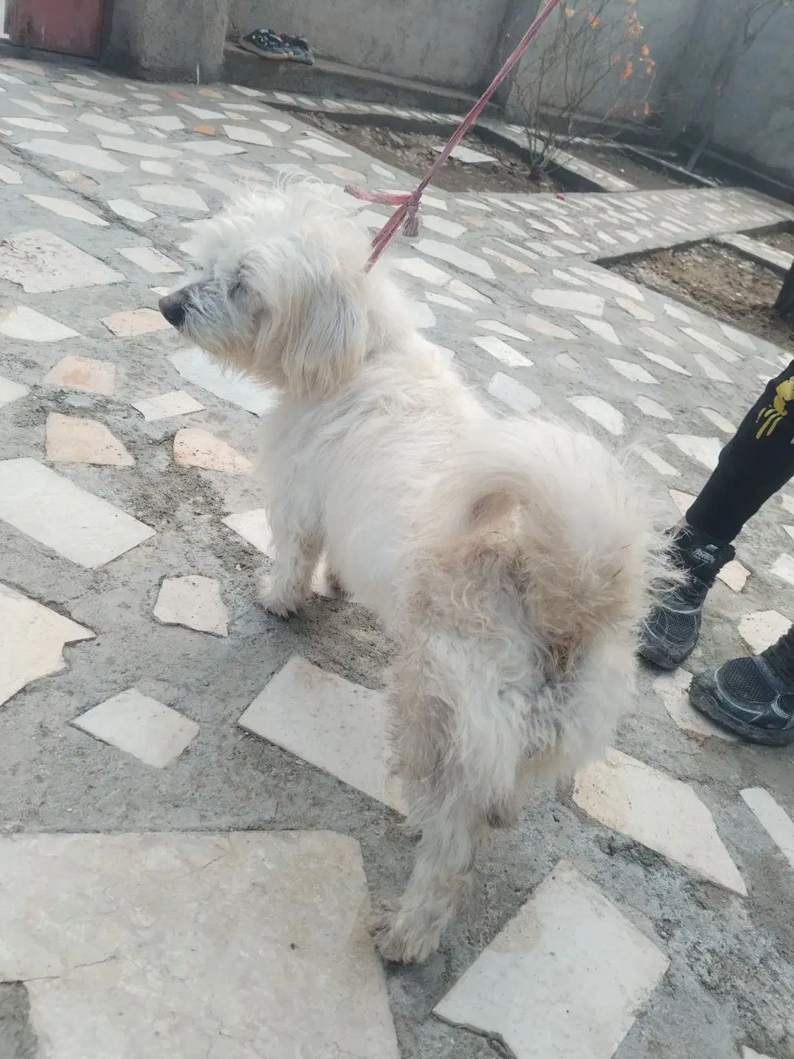 سگ پاکوتاه|سگ|ارس, |دیوار