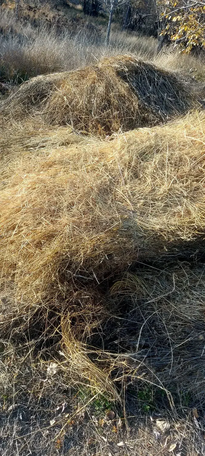 علف باغ نمین|خدمات باغبانی و درختکاری|نمین, |دیوار