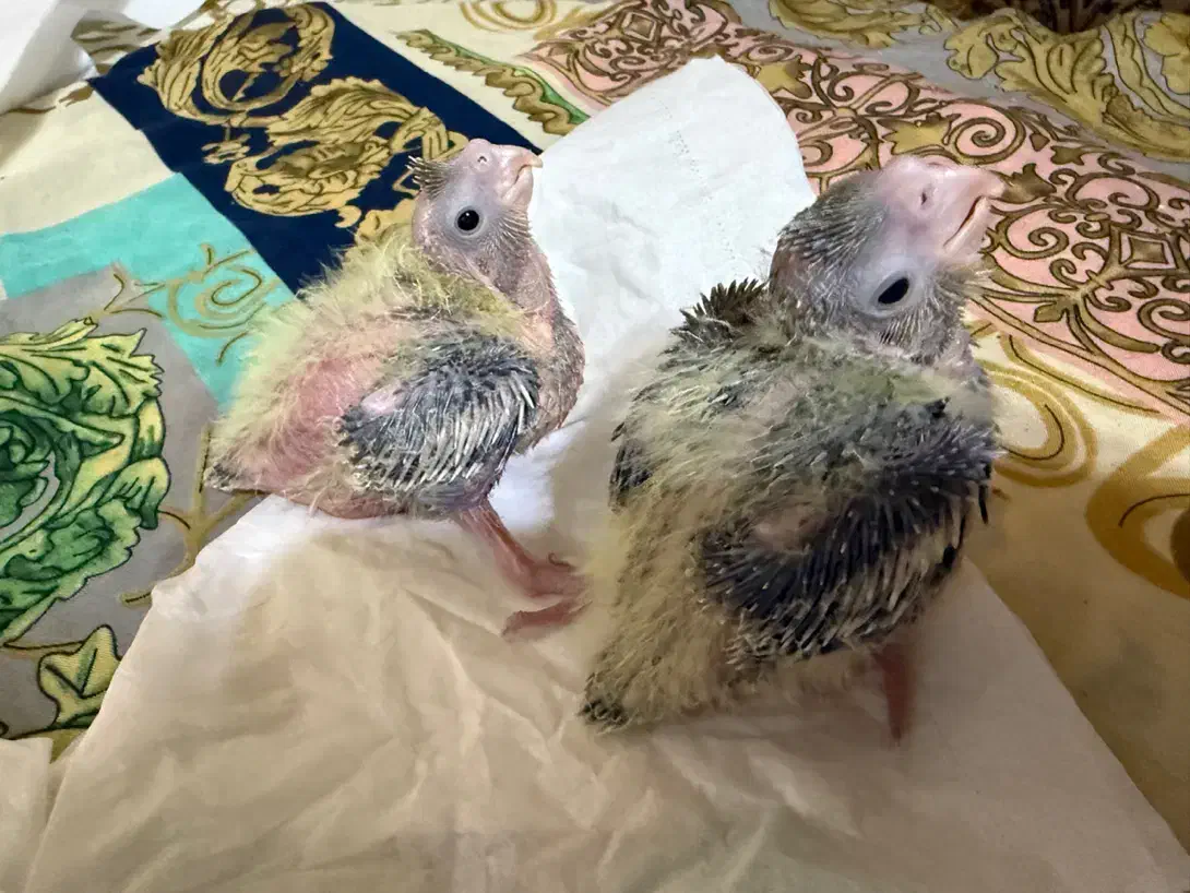 جوجه عروس هلندی سرلاکی|پرنده|پرهسر, |دیوار