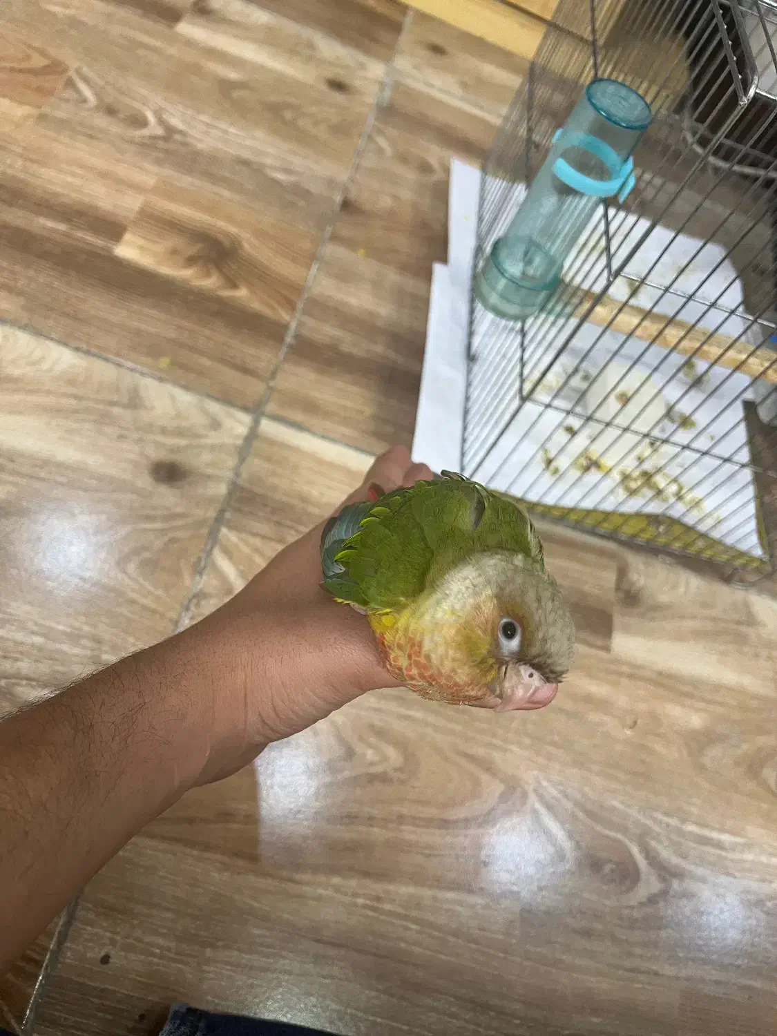 طوطی گرین چیک|پرنده|تهران, جمال‌زاده|دیوار