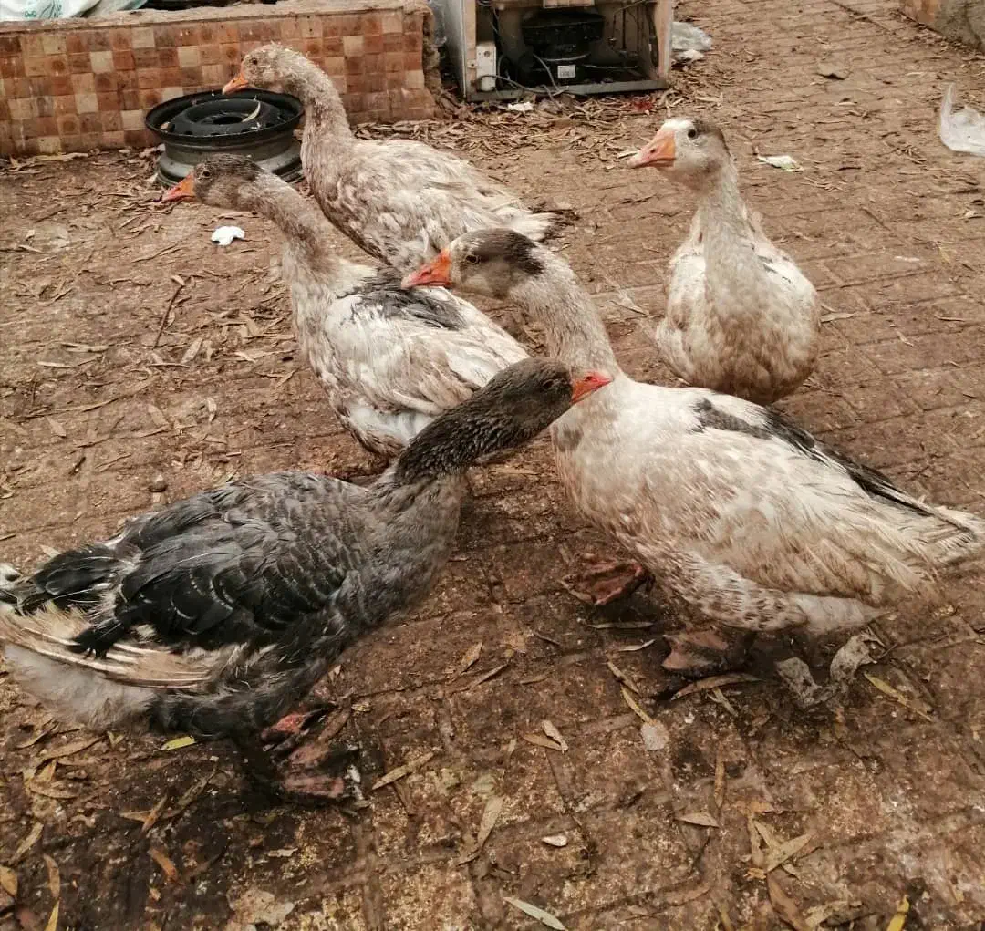 ۸ عدد غاز|حیوانات مزرعه|قیامدشت - خاورشهر, |دیوار