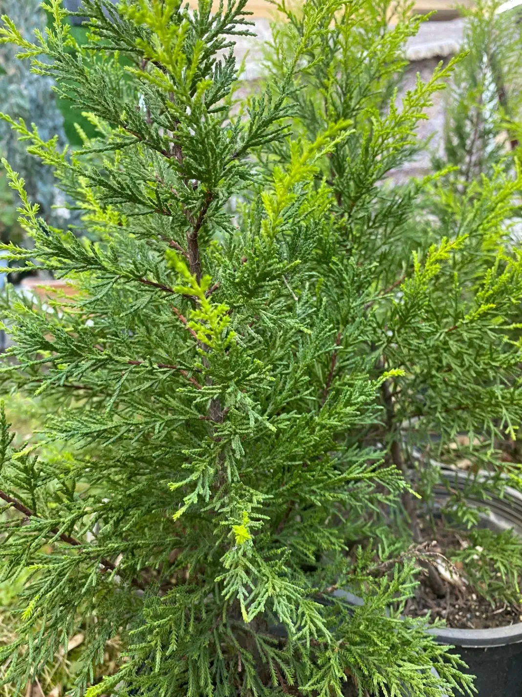 تعداد ۱۰ عدد لاوسون|گل و گیاه طبیعی|ماسال, |دیوار