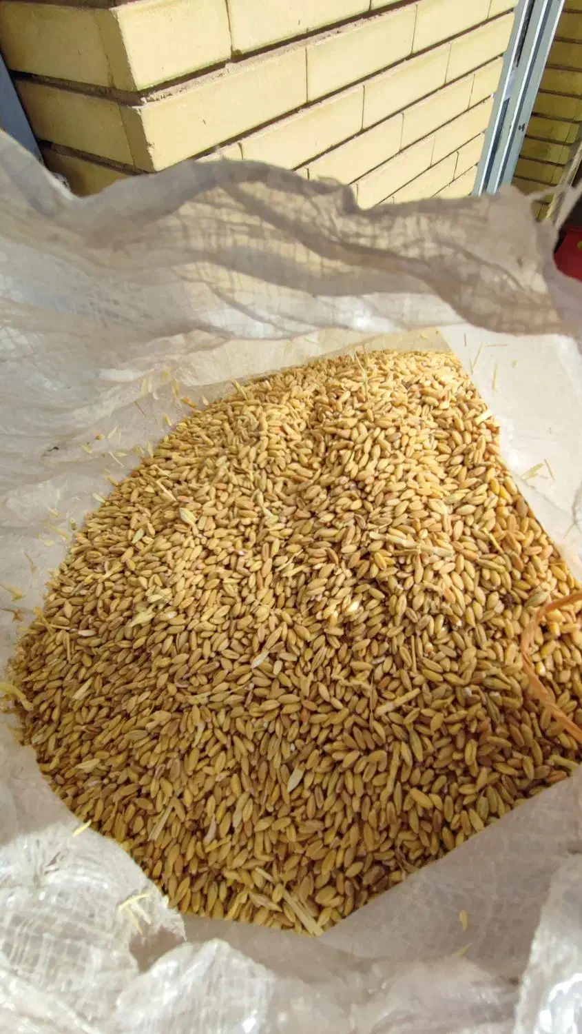 گندم بش دشمن زیاری دست بُر اعلا|خوردنی و آشامیدنی|شیراز, گلشن|دیوار