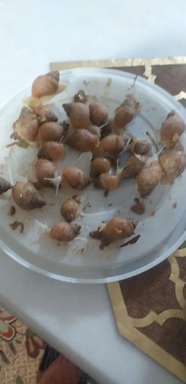 حلزون|خزنده|پیشوا, |دیوار