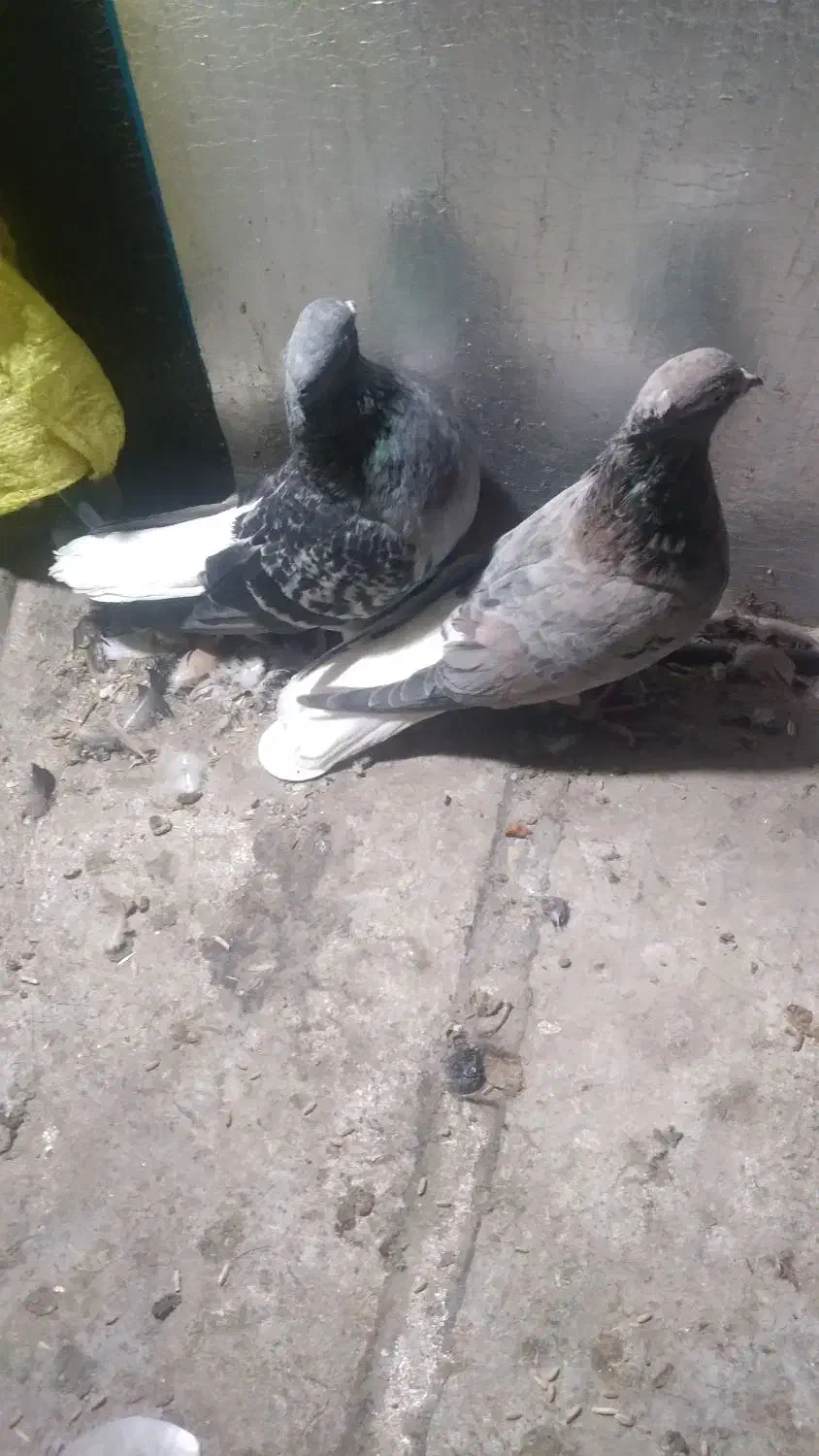 دم‌سفید‌۳۵۰۰|پرنده|محمدیه-قزوین, |دیوار