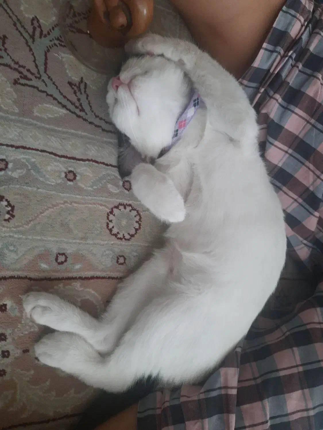 گربه ماده|گربه|اصفهان, خرم|دیوار