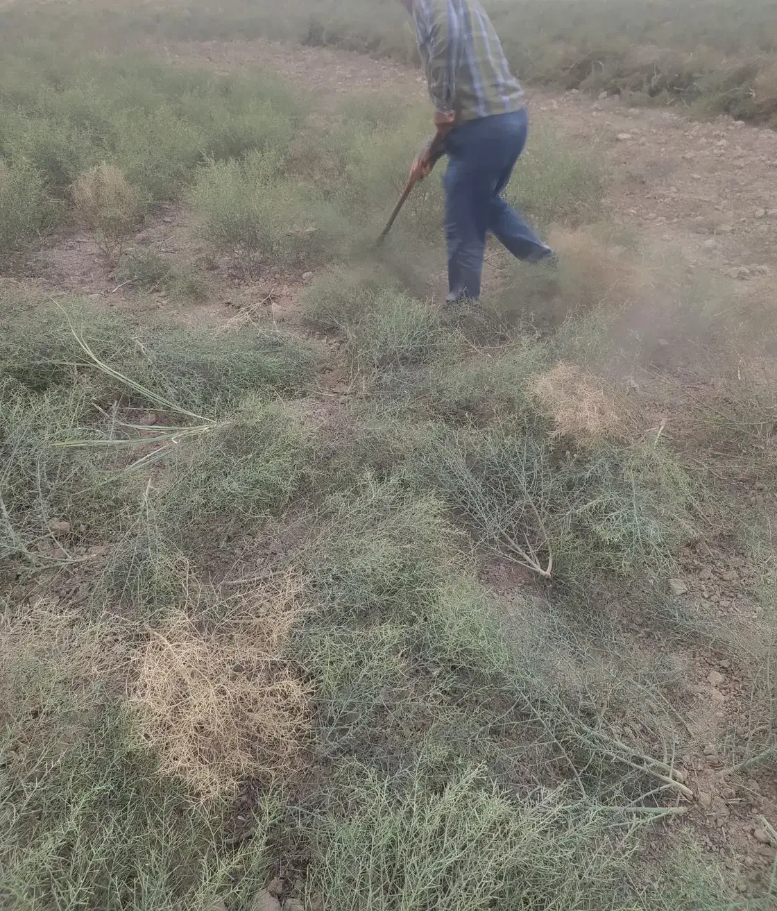 خارشتر تابستانه بادست زده شده|حیوانات مزرعه|انبارآلوم, |دیوار