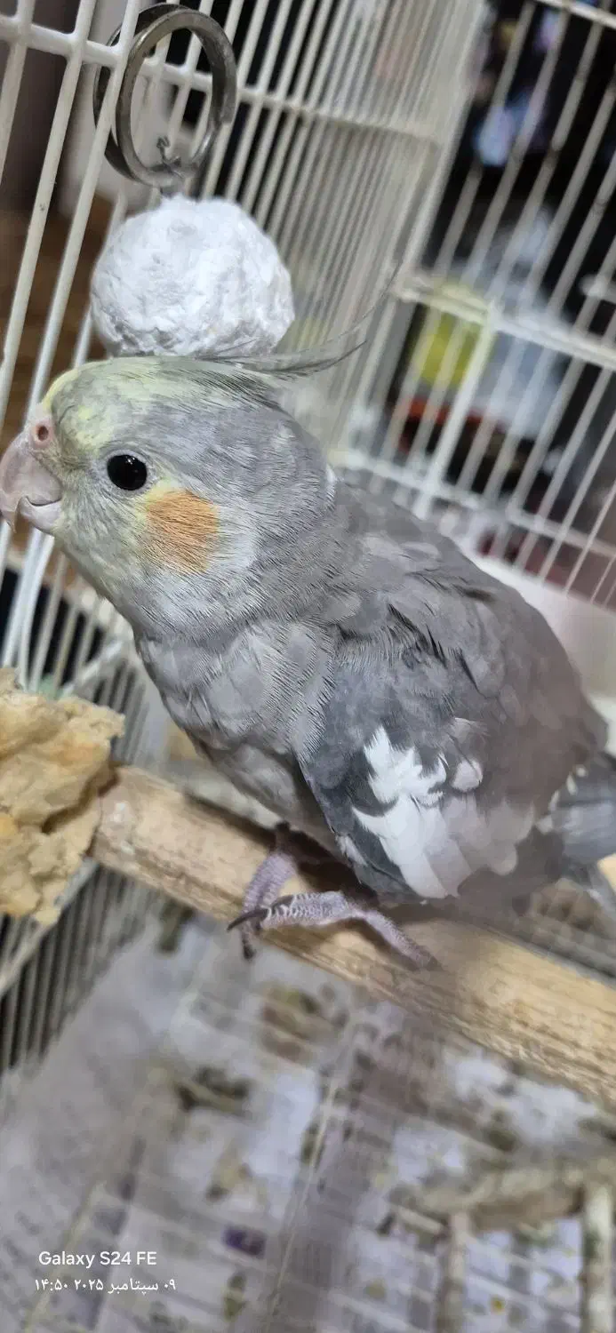 عروسک هلندی|پرنده|پاکدشت, پاکدشت (مامازند)|دیوار