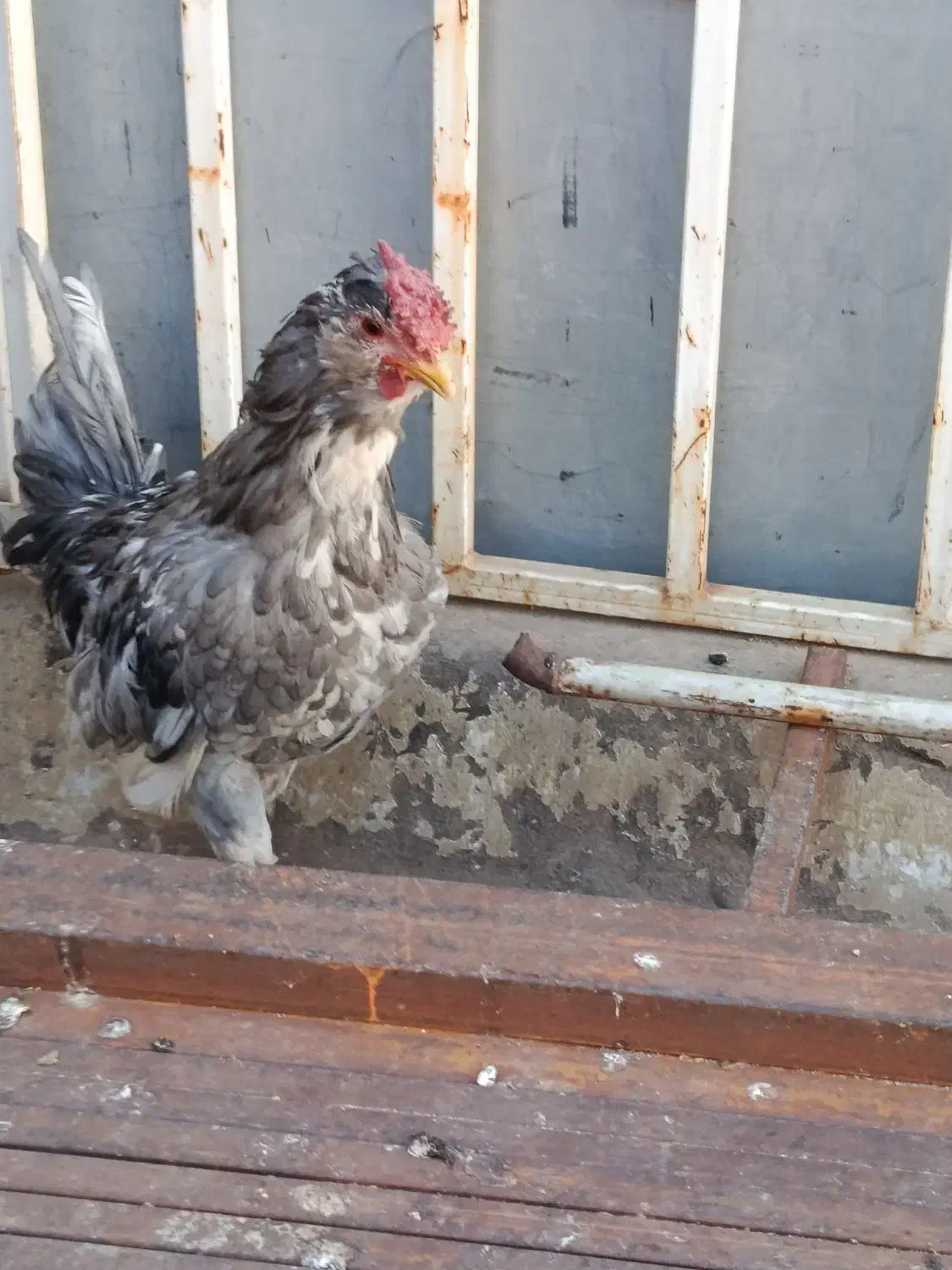 خروس‌گلین‌جوان|حیوانات مزرعه|اقبالیه, |دیوار