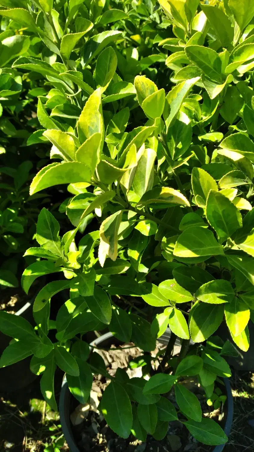 شمشاد طلایی و یاس هلندی گلدان شماره هفت|گل و گیاه طبیعی|کتالم و سادات شهر, |دیوار