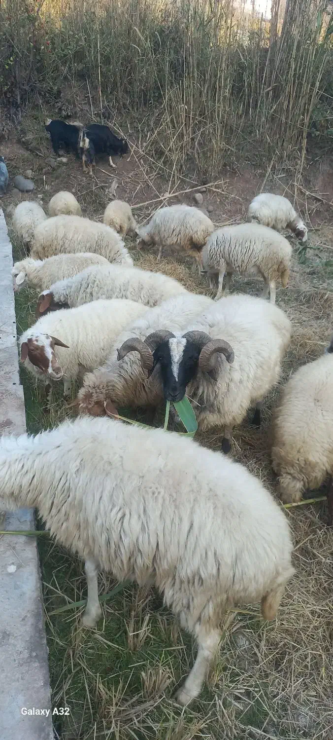 فروش گوسفند وبز داشتی وگوشتی|حیوانات مزرعه|توتکابن, |دیوار