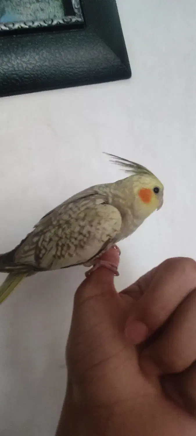 عروس هلندی مرواریدی رام دستیمعاوضه با طوطی کوتوله|پرنده|کرمان, |دیوار