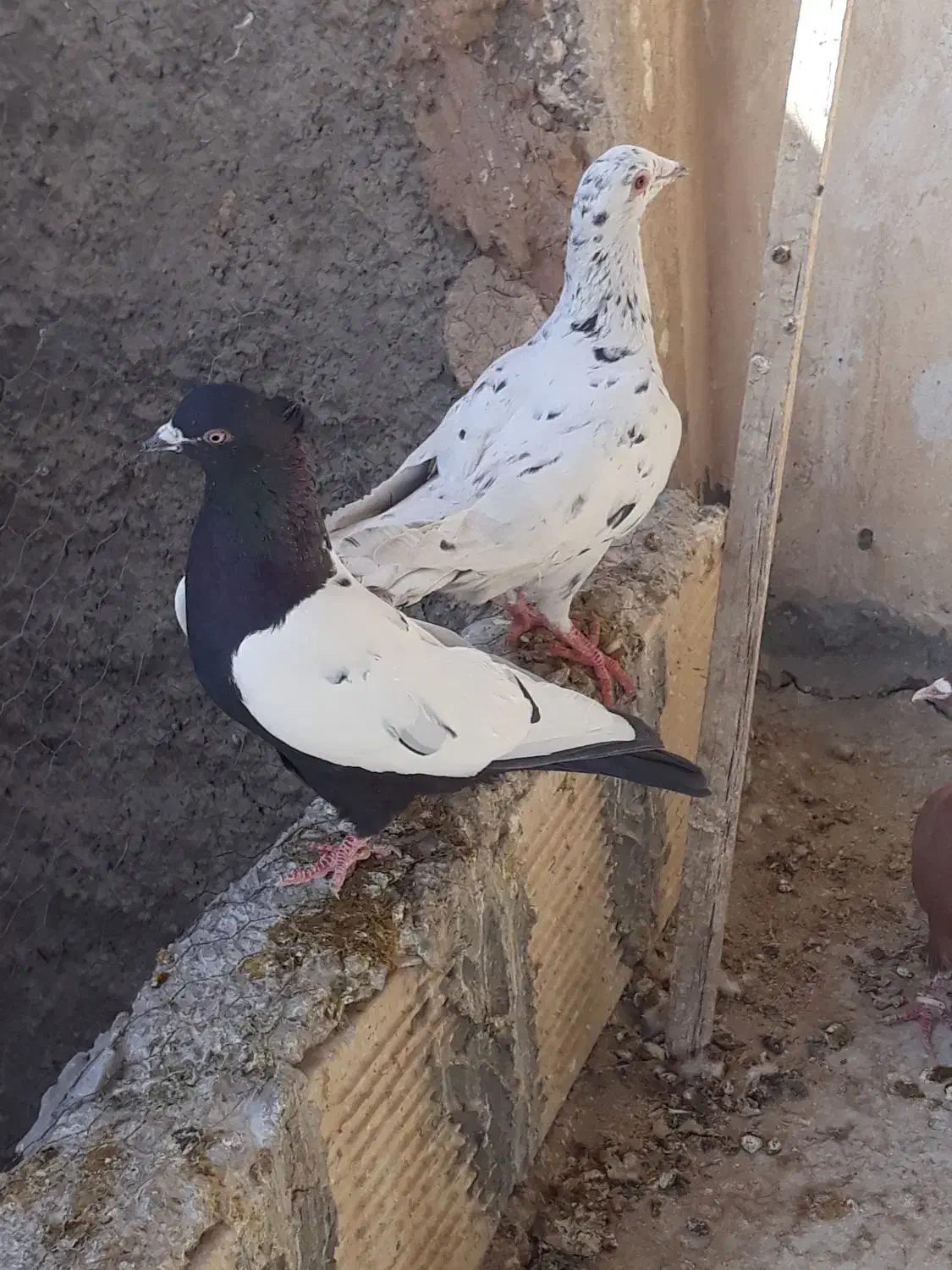 کفتر رنگی و پلاکی|پرنده|مبارکه, |دیوار