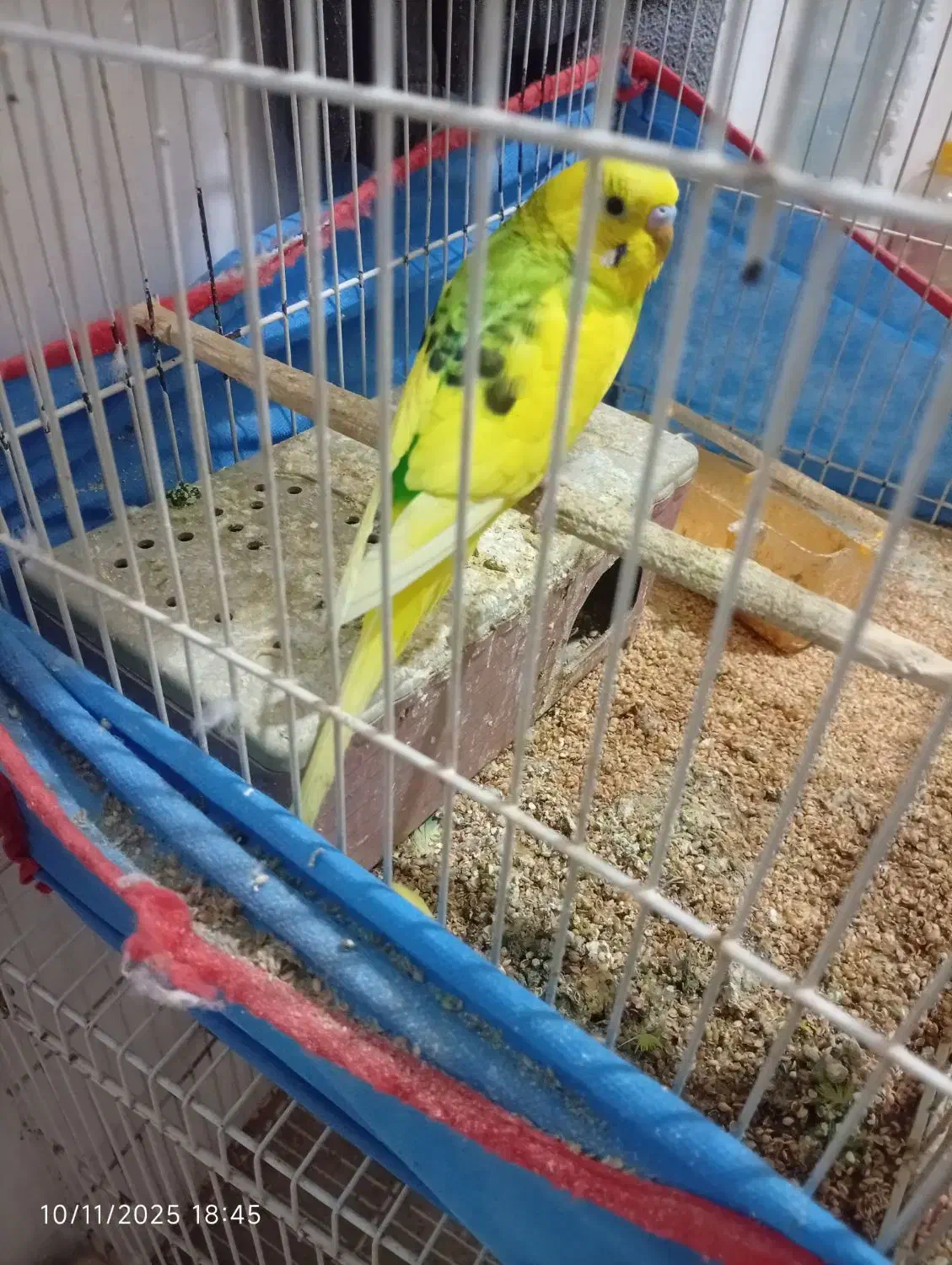 مرغ‌عشق‌دانه‌صد|پرنده|مشهد, شهید علی محمدی|دیوار