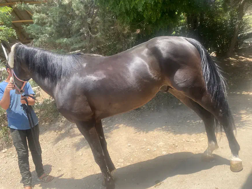 اسب ورزشی|اسب و تجهیزات اسبسواری|تهران, بوستان چیتگر|دیوار