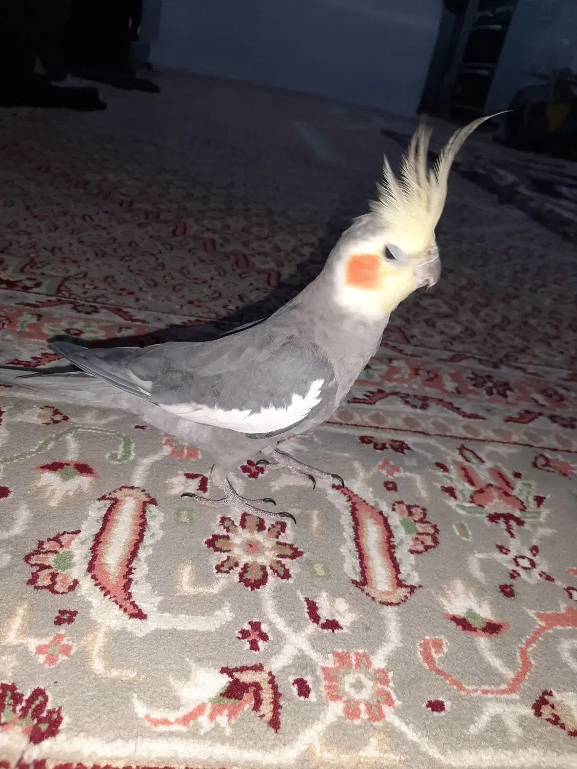 طوطی عروس هلندی|پرنده|سنندج, |دیوار