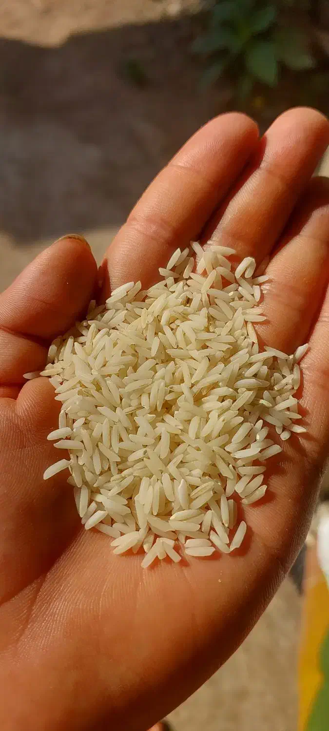 برنج هاشمی سورت شده درجه یک ۱۴۰۴|خوردنی و آشامیدنی|لاهیجان, امیرشهید|دیوار