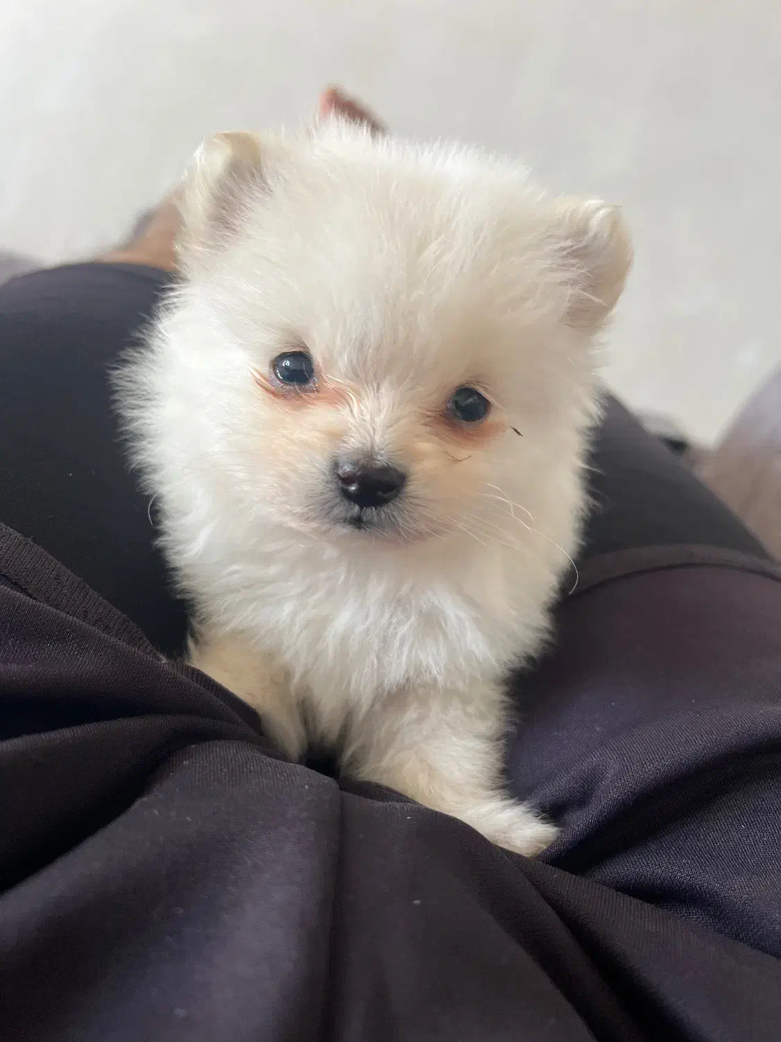 پامر خرسی عروسکی|سگ|سیرجان, |دیوار