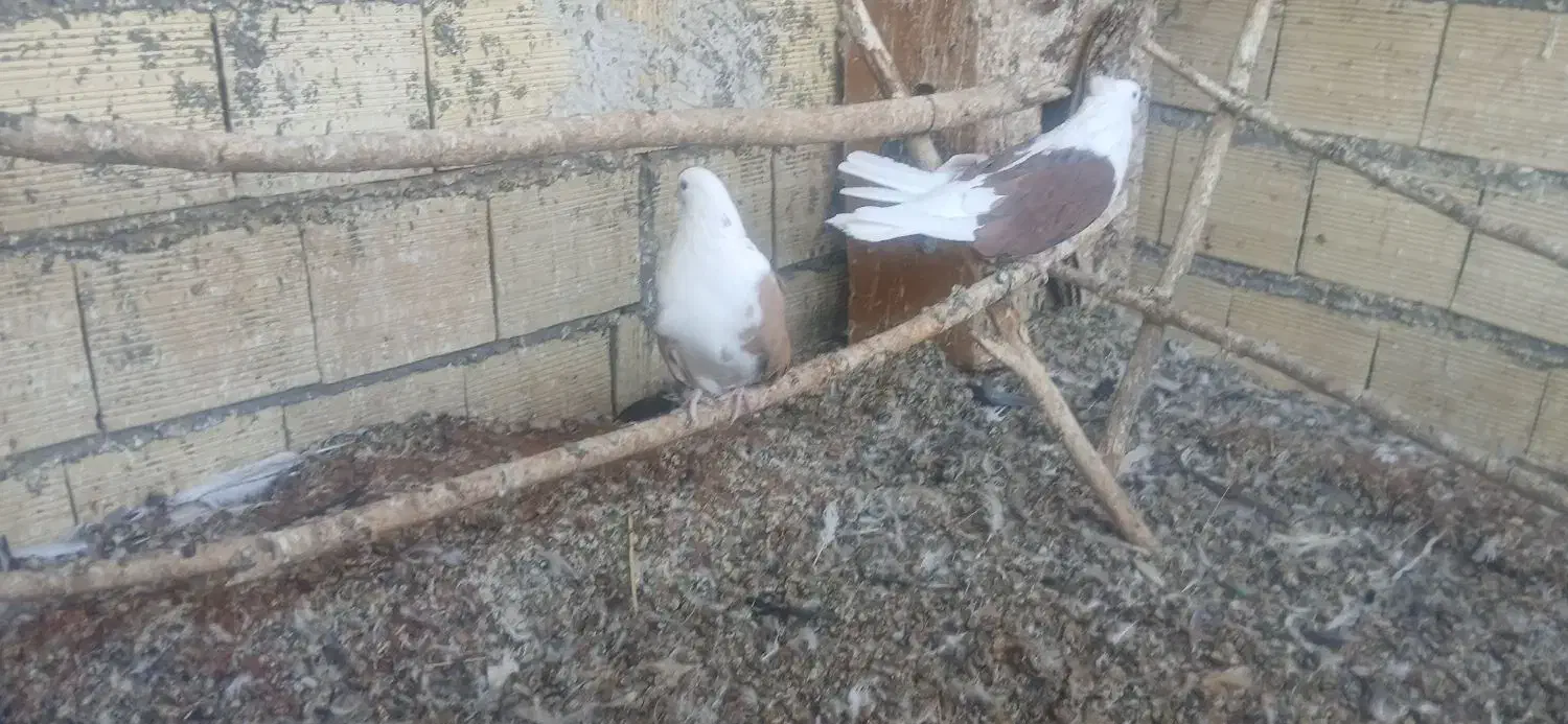 یک جفت پشدار|پرنده|میانه, |دیوار