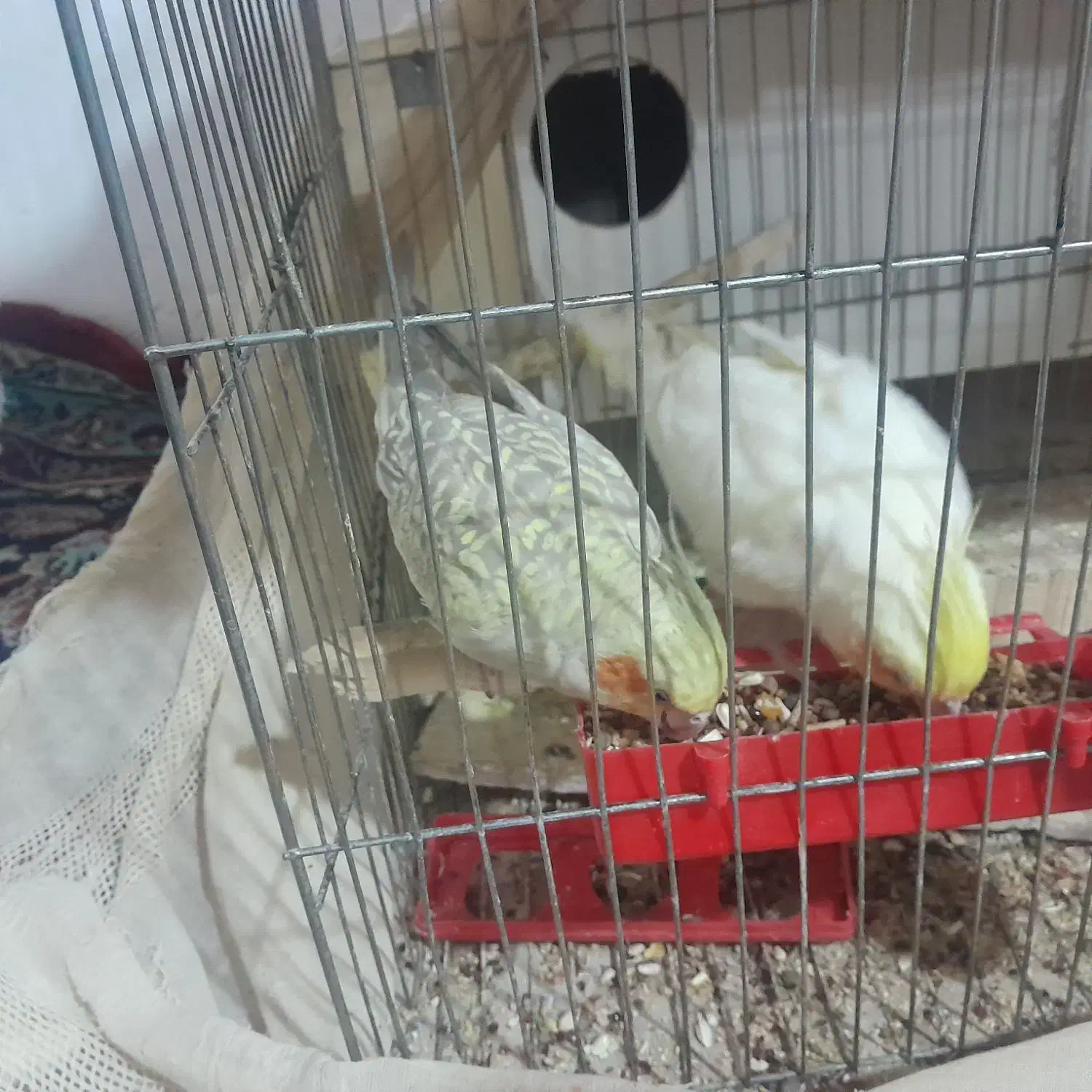 عروس هلندی|پرنده|اسفراین, |دیوار