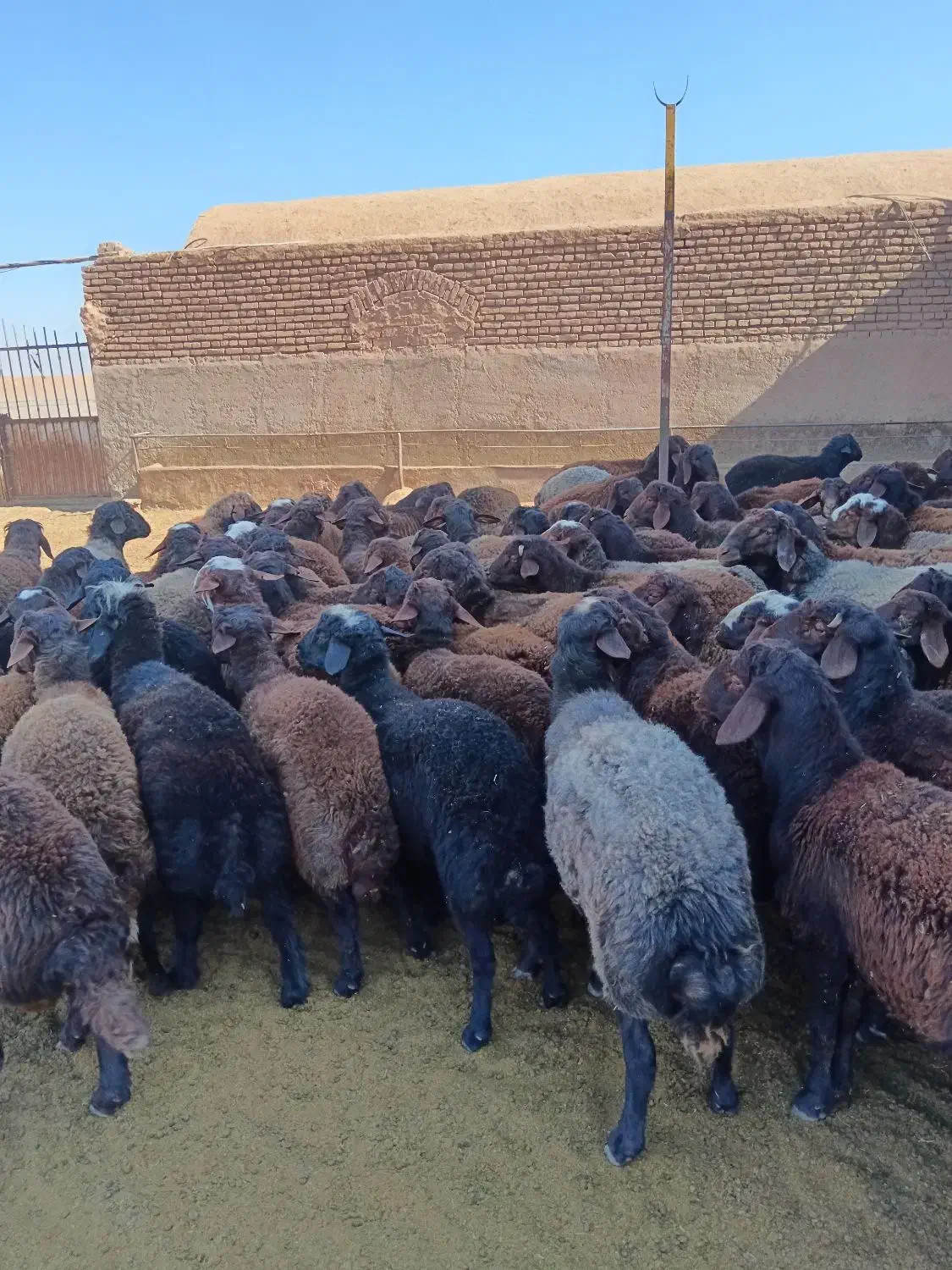 بره نر پروار|حیوانات مزرعه|باشتین, |دیوار