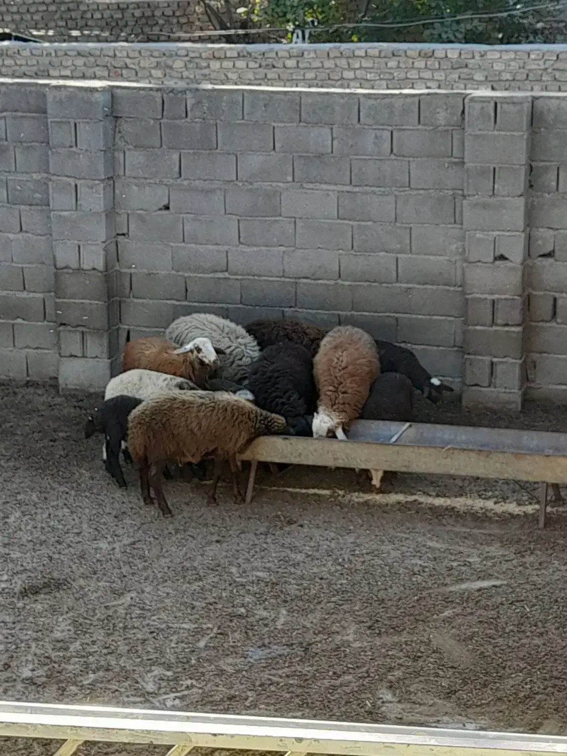 ۶ راس نر بره|حیوانات مزرعه|خان ببین, |دیوار