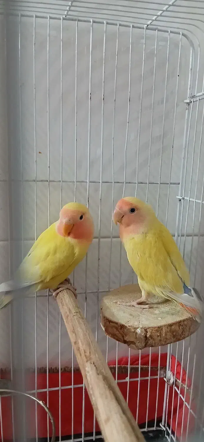 طوطی برزیلی|پرنده|قم, قلعه عموحسین|دیوار