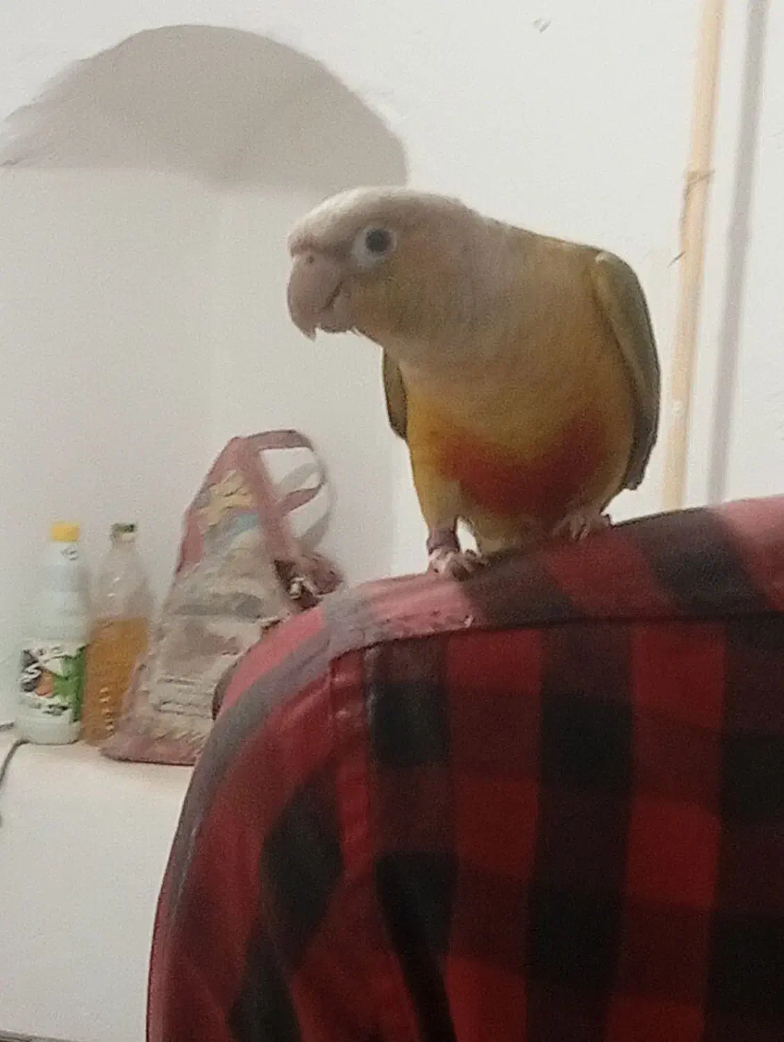 گرینچیک جوجه ۱۵روزه یک عدد|پرنده|سبزوار, شرق کال جنوبی (شمس آبادی)|دیوار