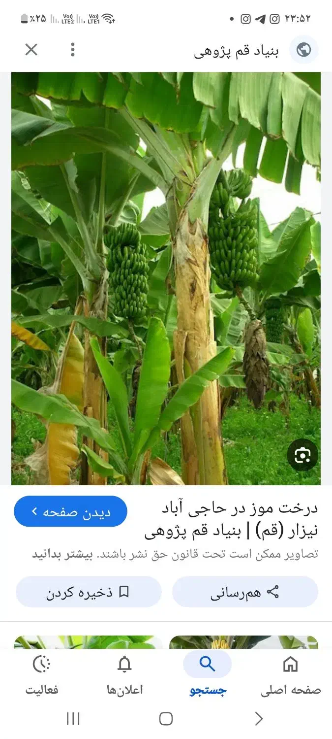 فروش تعداد زیادی نهال موز با ارتفاع ۳ الی ۴ متر|گل و گیاه طبیعی|آمل, |دیوار